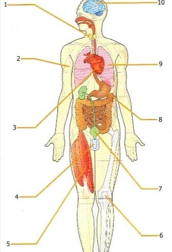 IL MASSAGGIO – Sistemi e Apparati coinvolti