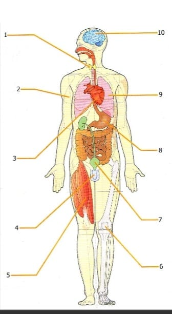 IL MASSAGGIO – Sistemi e Apparati coinvolti
